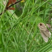 Credit Rebecca Ellis - Common Wainscot moth1