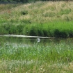 Little Egret