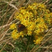 Meadow Brown