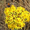 Small Copper