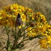 Burnet Moth