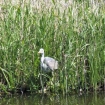 Heron