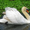 Mute swan