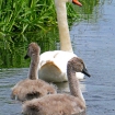 Swan and cygnets