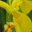 Flag iris