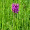 Northern Marsh Orchid