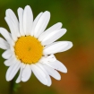 Oxeye daisy