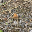 Meadow Brown