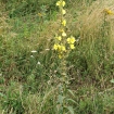 Mullein