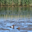 Pochard