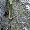 Pondweed