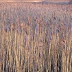 Reeds