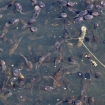 Tadpoles