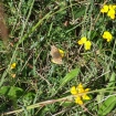 Dingy Skipper