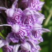 Common spotted orchid