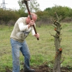 Volunteer removing scrub from wildflower meadow