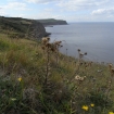 carline-thistle-on-cliff