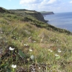 grass-of-parnassus-on-cliff