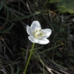 grass-of-parnassus