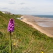 Common spotted orchid and view into Saltburn