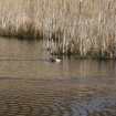 Shoveler