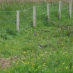 Lapwings