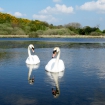 Mute swans