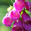 Foxglove