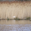 Swans Nest