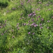 Knapweed