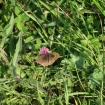 Meadow Brown