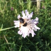 Bee on Scabious