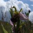 Bee Orchid1