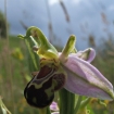 Bee Orchid2