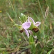 Bee orchid3