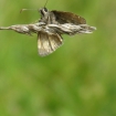 Dingy skipper