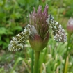 mobile_1_-_sleeping_orange_tips_elizabeth_doley1