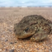 mobile_highly commended _beach_toad_tracey_laing18