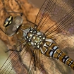 nature_up_close_1_-_migrant_hawker_dragonfly_marcus_kidd2