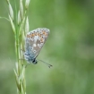 nature_up_close_2_-_common_blue_peter_maguire_3