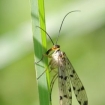 nature_up_close_3_-_female_scorpion_fly_gordon_porteous4