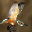 wildlife_in_action_2_-_kingfisher_mark_fullerton6