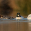 wildlife_in_action_3_-_displaying_goldeneye_jonathan_gaunt7