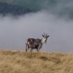 wildlife_in_the_landscape_2_-_north_cheviot_feral_goat_nicholas_valori_9