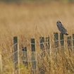 wildlife_in_the_landscape_3_-_short_eared_owl_in_late_light_john_taylor10
