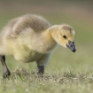 wildlife_portrait_1_-_canada_gosling_matthew_smith_011