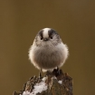 wildlife_portrait_2_-_longtail_tit_keith_cochrane_012