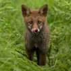 wildlife_portrait_3_-_fox_cub_mark_bowen_013