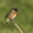 young_persons_1_-_male_stonechat_kyra_leigh_sudlow_1414