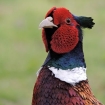 young_persons_2_-_pheasant_david_raffle_1415